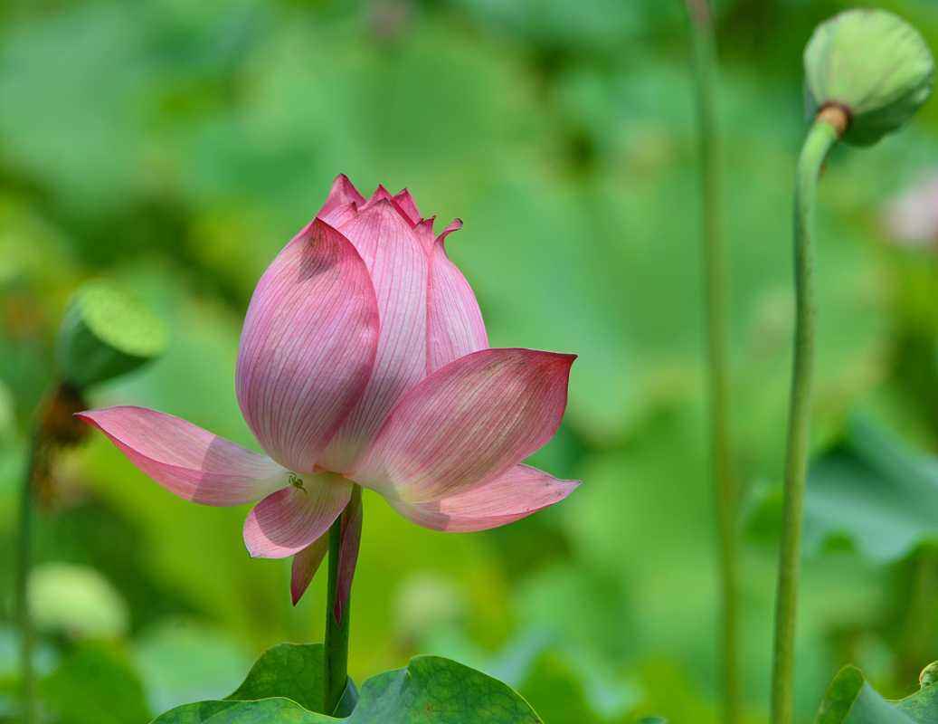 Nanxun Lotus garden