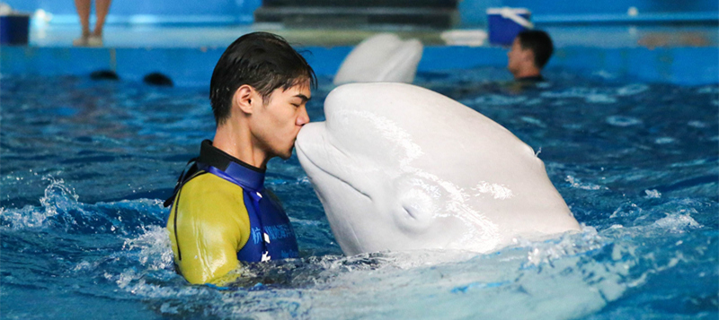 Hangzhou-Changqiao-Polar-Ocean-Park2 Hangzhou-Changqiao-Polar-Ocean-Park2