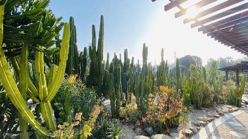 Botanical-Garden