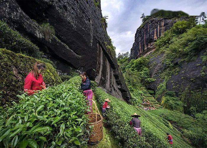Dahongpao-Tea-Garden