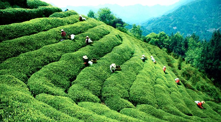 Dahongpao-Tea-Garden4
