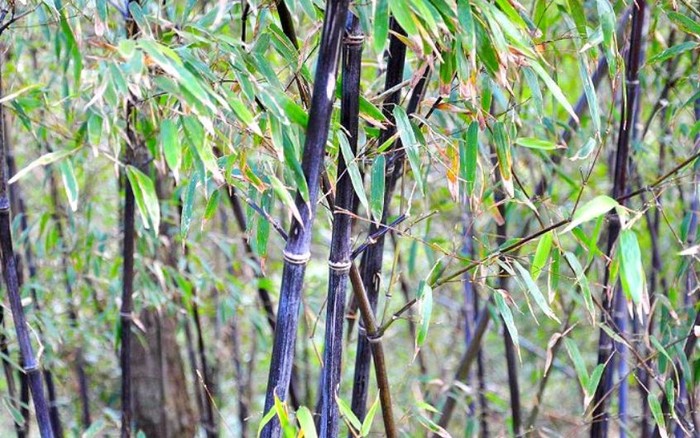 Purple-Bamboo-Forest