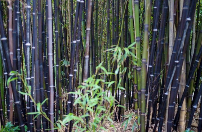 Purple-Bamboo-Forest2