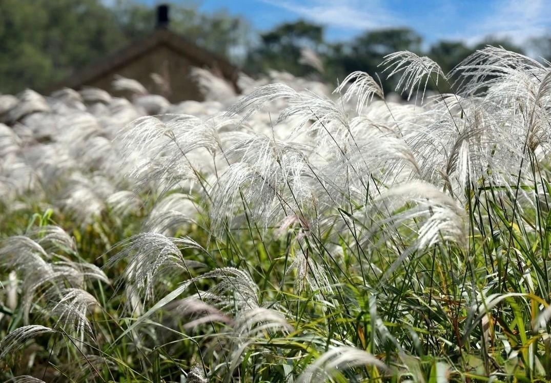 Flora