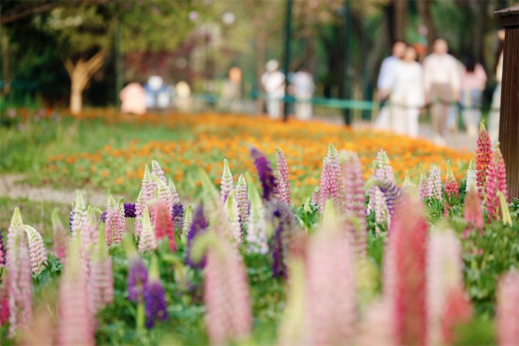 Flower-Day-Festival