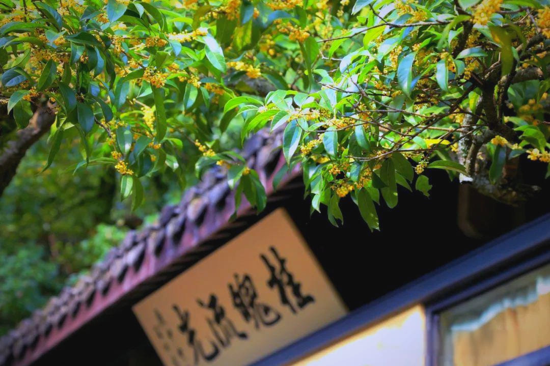 Hangzhou-Autumn-01