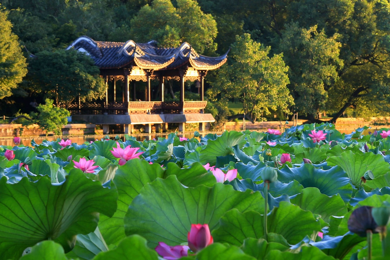 Hangzhou-Summer
