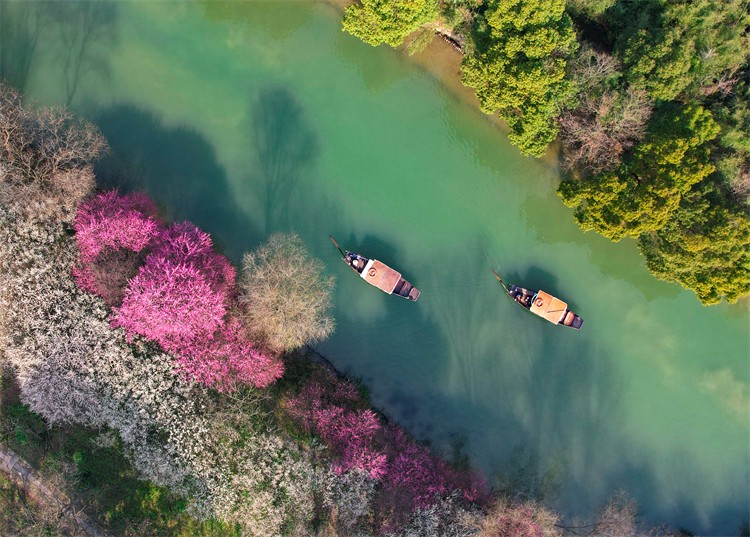 Plum-Blossom-Festival