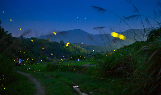 Firefly
