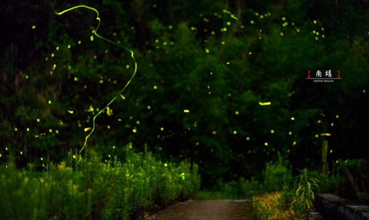 Firefly2