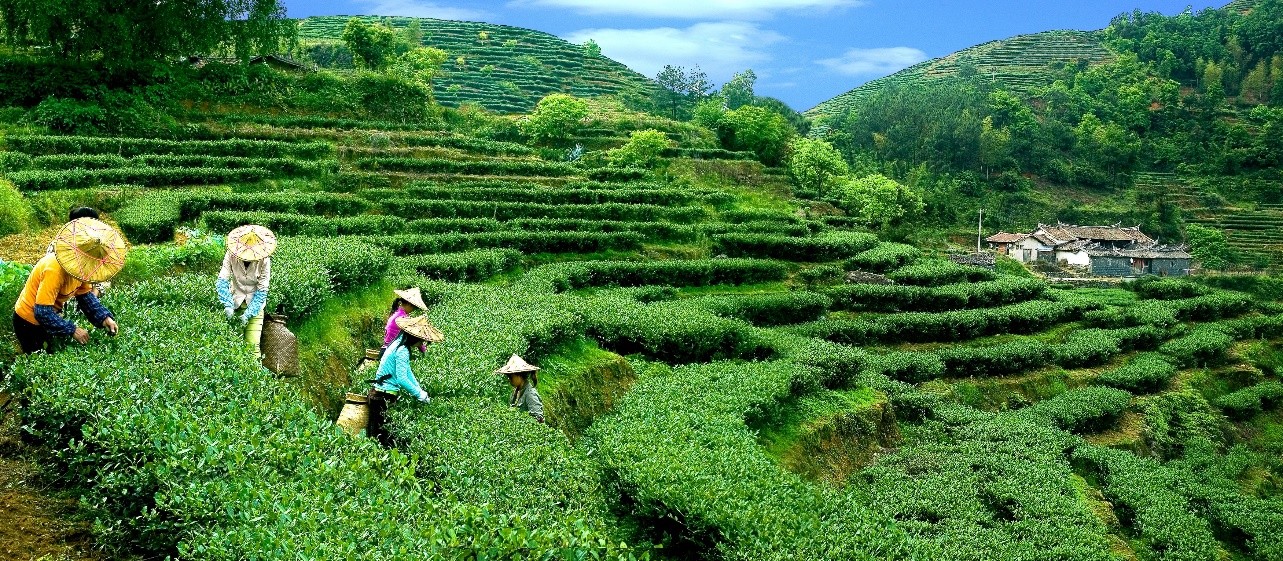 Anxi-Tea