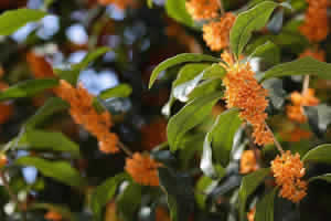One Day in Hangzhou: Sweet Osmanthus Tour in Autumn