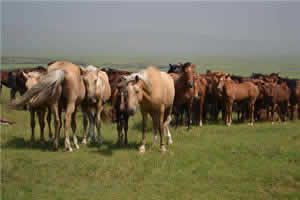 5-Day Customized Inner Mongolia Tour from Beijing: A Perfect Blend of Nature and Culture