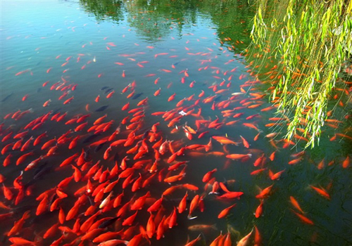 viewing_fish_at_flower_park_11.jpg