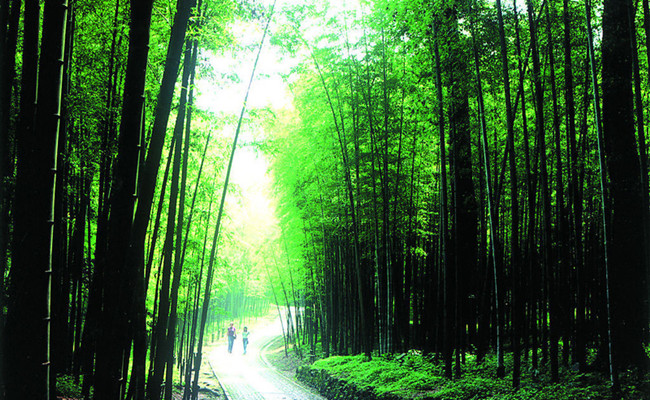 Bamboo_lined_Path_at_Yunqi_hangzhou.jpg
