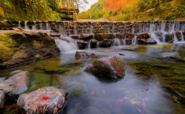 Nine_Creeks_Meandering_through _a_Misty_Forest.jpg