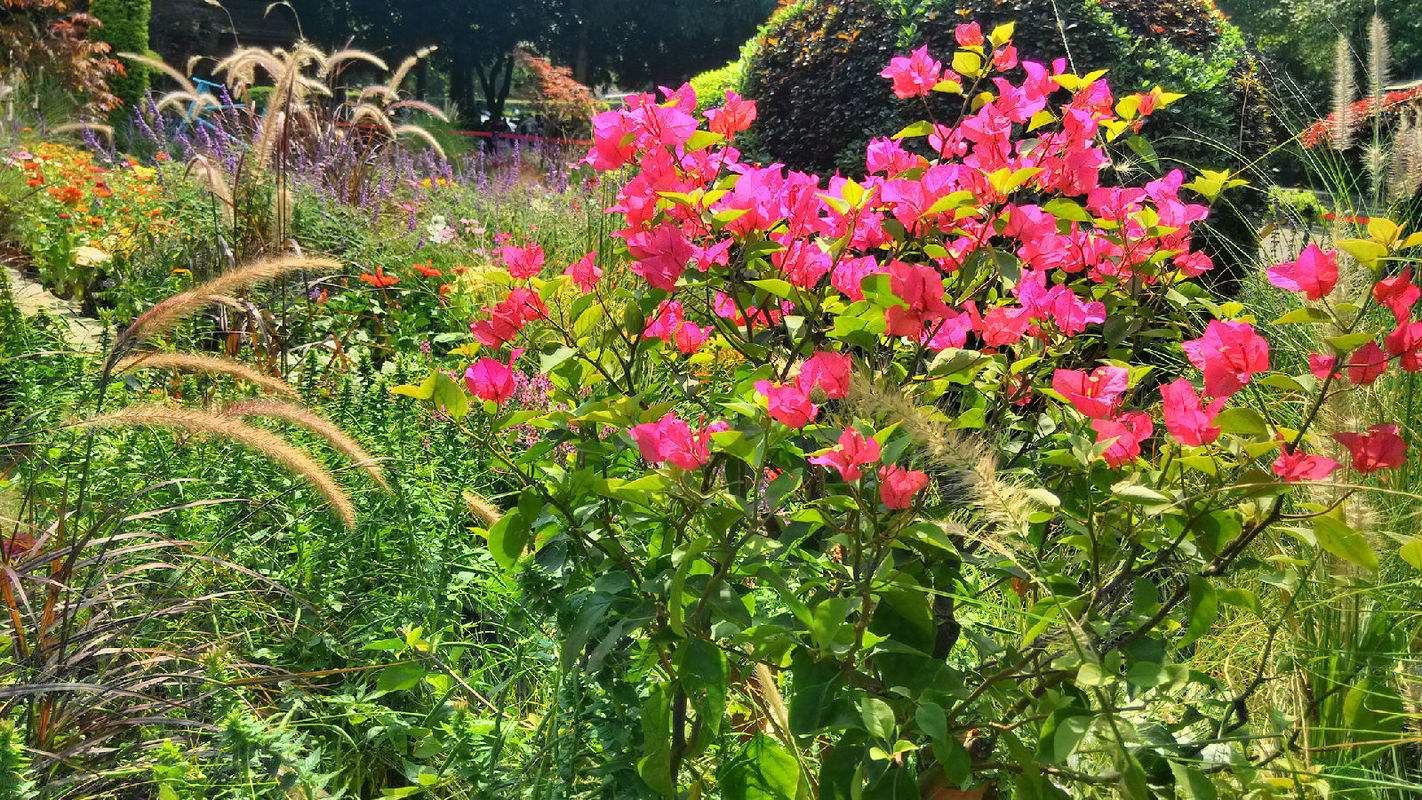 Hangzhou_Flower_Nursery_1.jpg