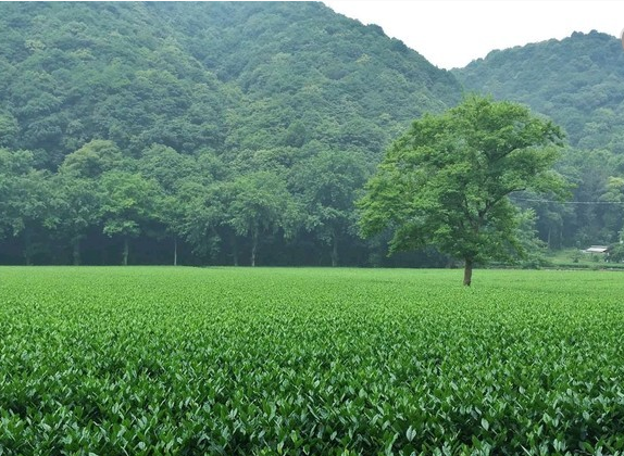 hangzhou dragon well green tea plantation.png
