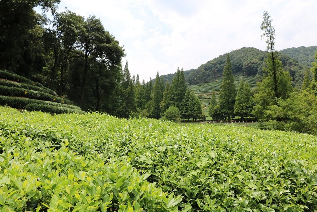 Meijiawu-Tea-Plantation