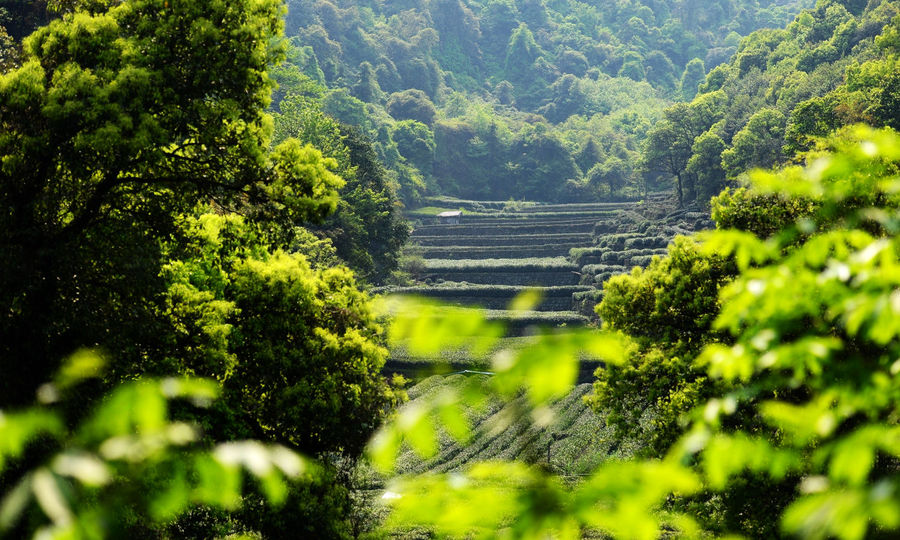 Meijiawu-Tea-Plantation