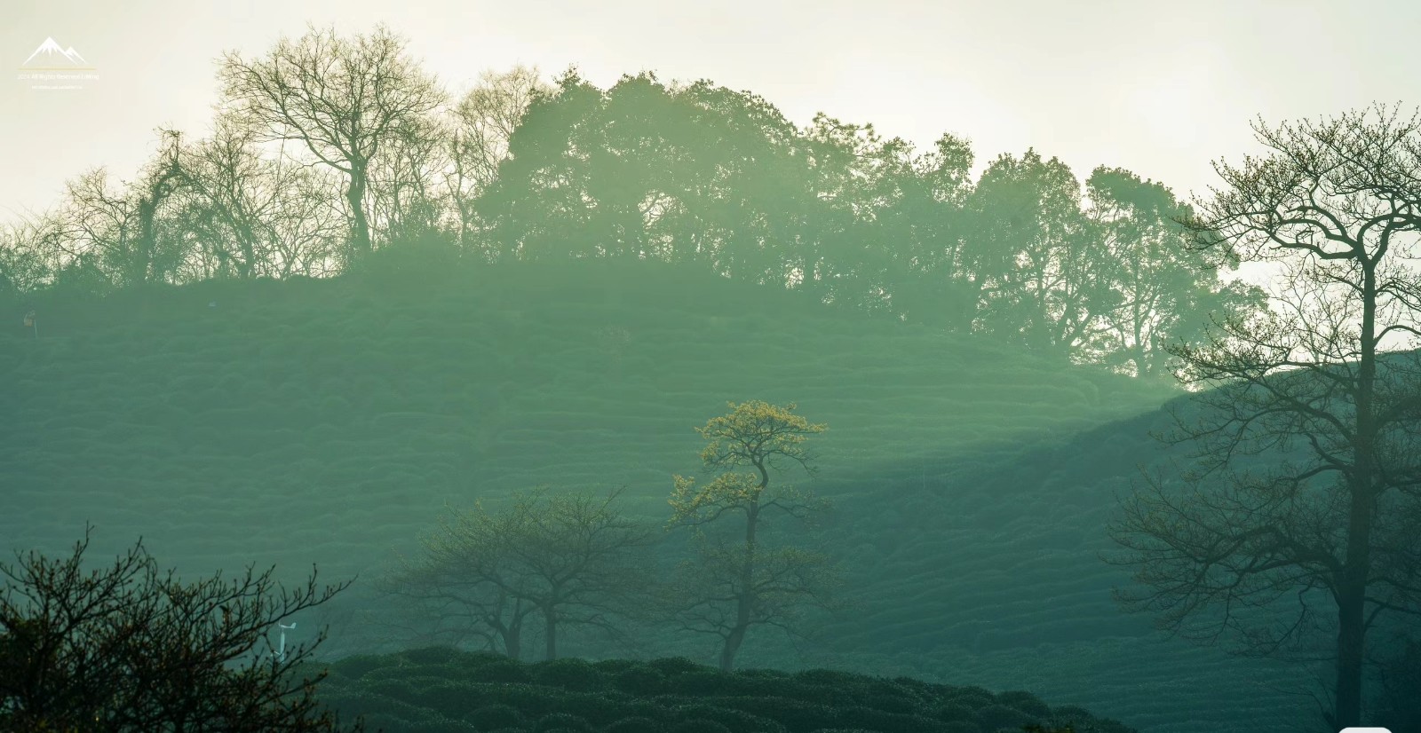 Meijiawu-Tea-Plantation-Hangzhou