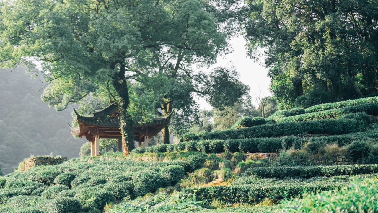 Meijiawu-Tea-Plantation