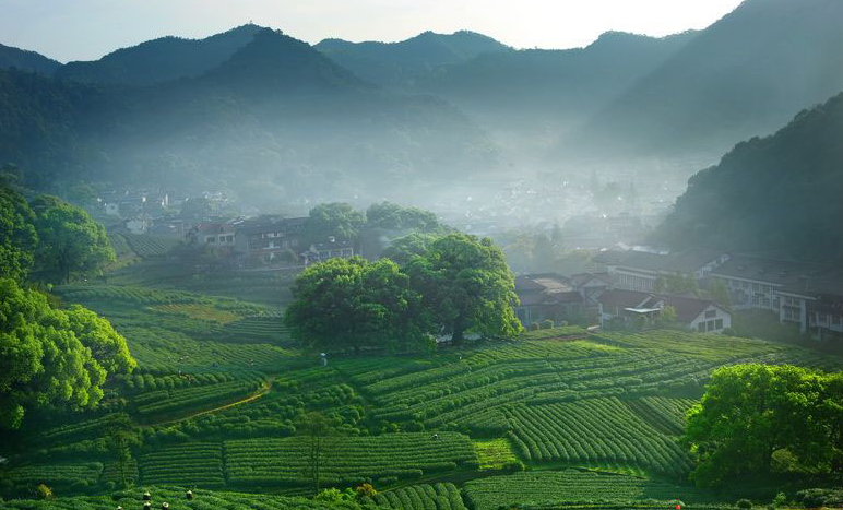 Meijiawu-Tea-Plantation