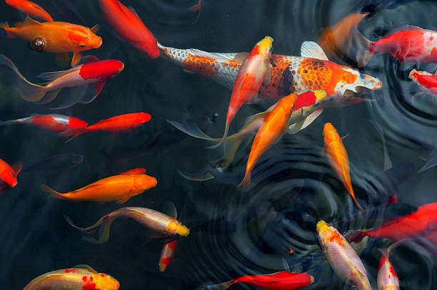 Viewing-Fish-at-the-Flower-Pond-Hangzhou