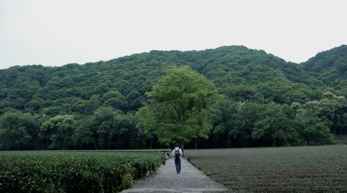 Bamboo-Lined-Path-at-Yunqi-Hangzhou