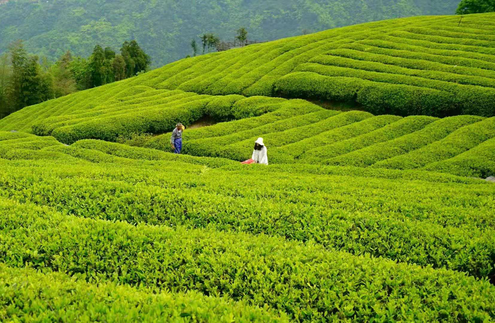 Meijiawu-Tea-Plantation