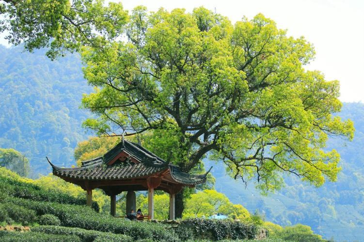 Meijiawu-Tea-Plantation-Hangzhou