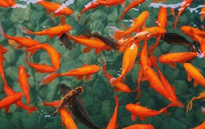 Viewing-Fish-at-the-Flower-Pond-Hangzhou