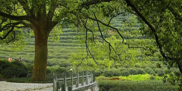 Meijiawu-Tea-Plantation-Hangzhou