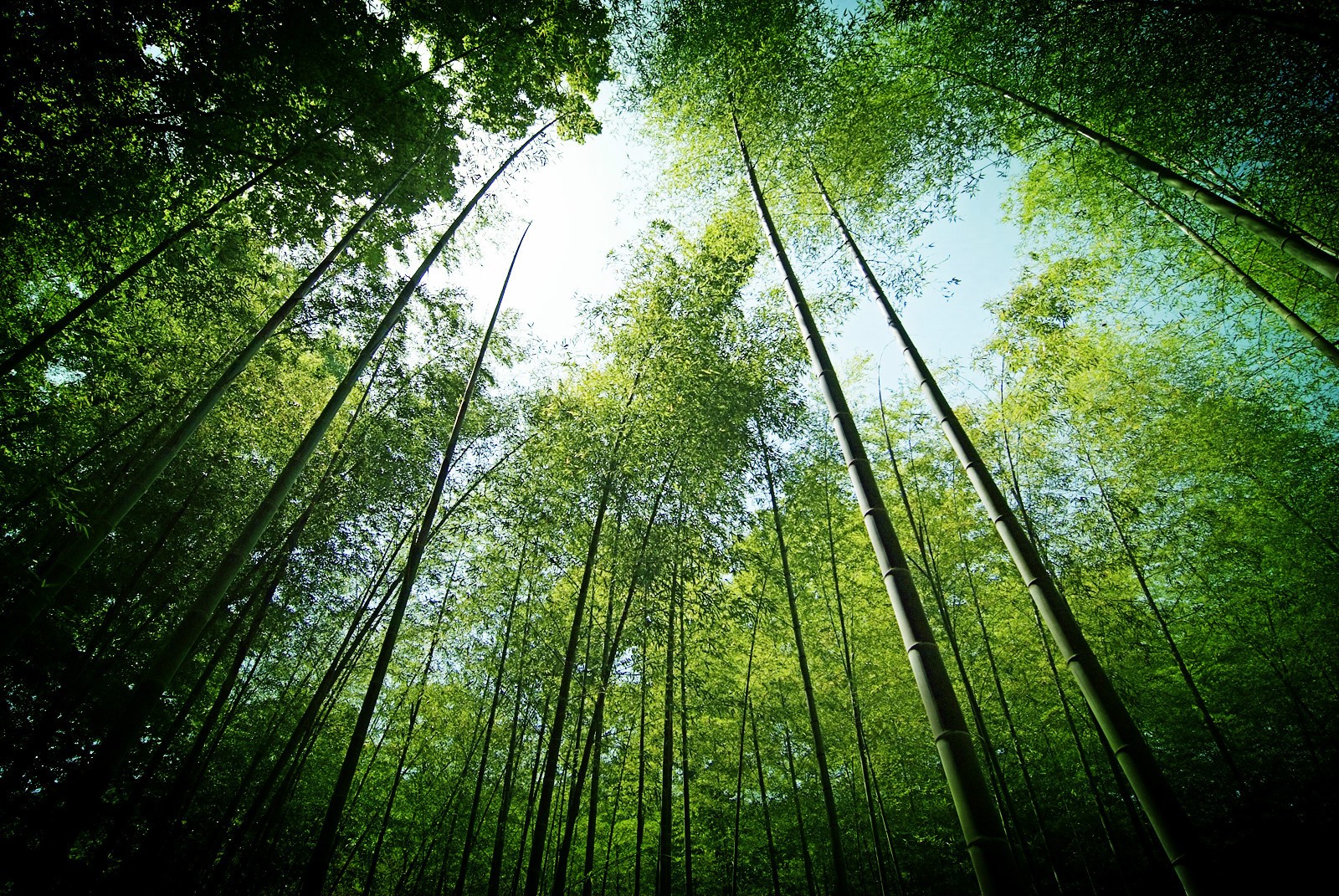 Bamboo-lined-Path-at-Yunqi-Hangzhou