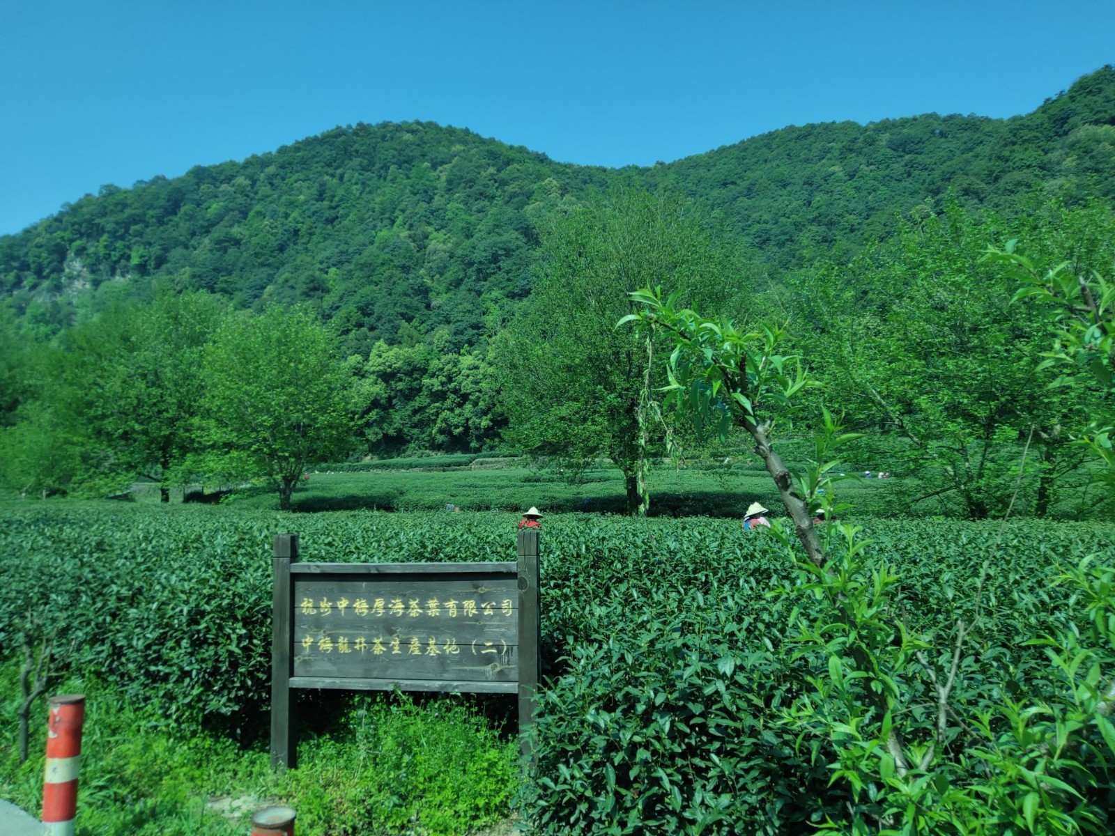 Meijiawu-Tea-Plantation