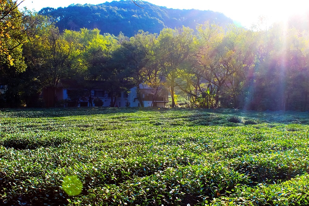 Meijiawu-Tea-Plantation-Hangzhou