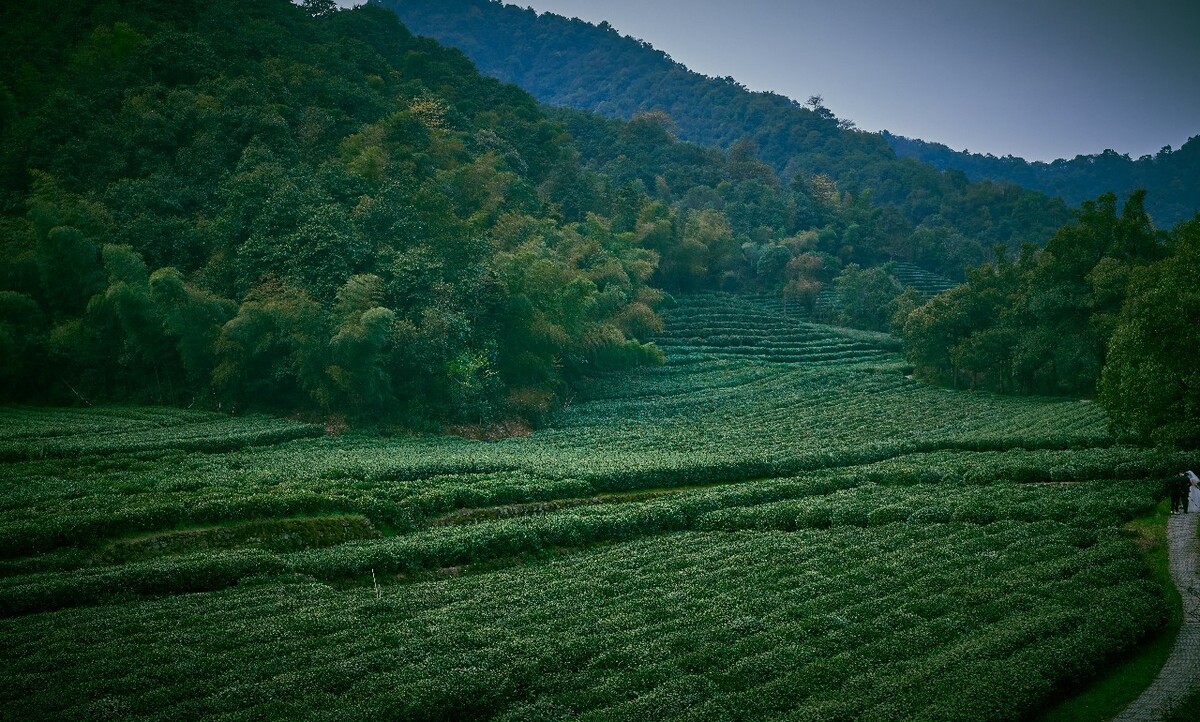 Meijiawu-Tea-Plantation-Hangzhou