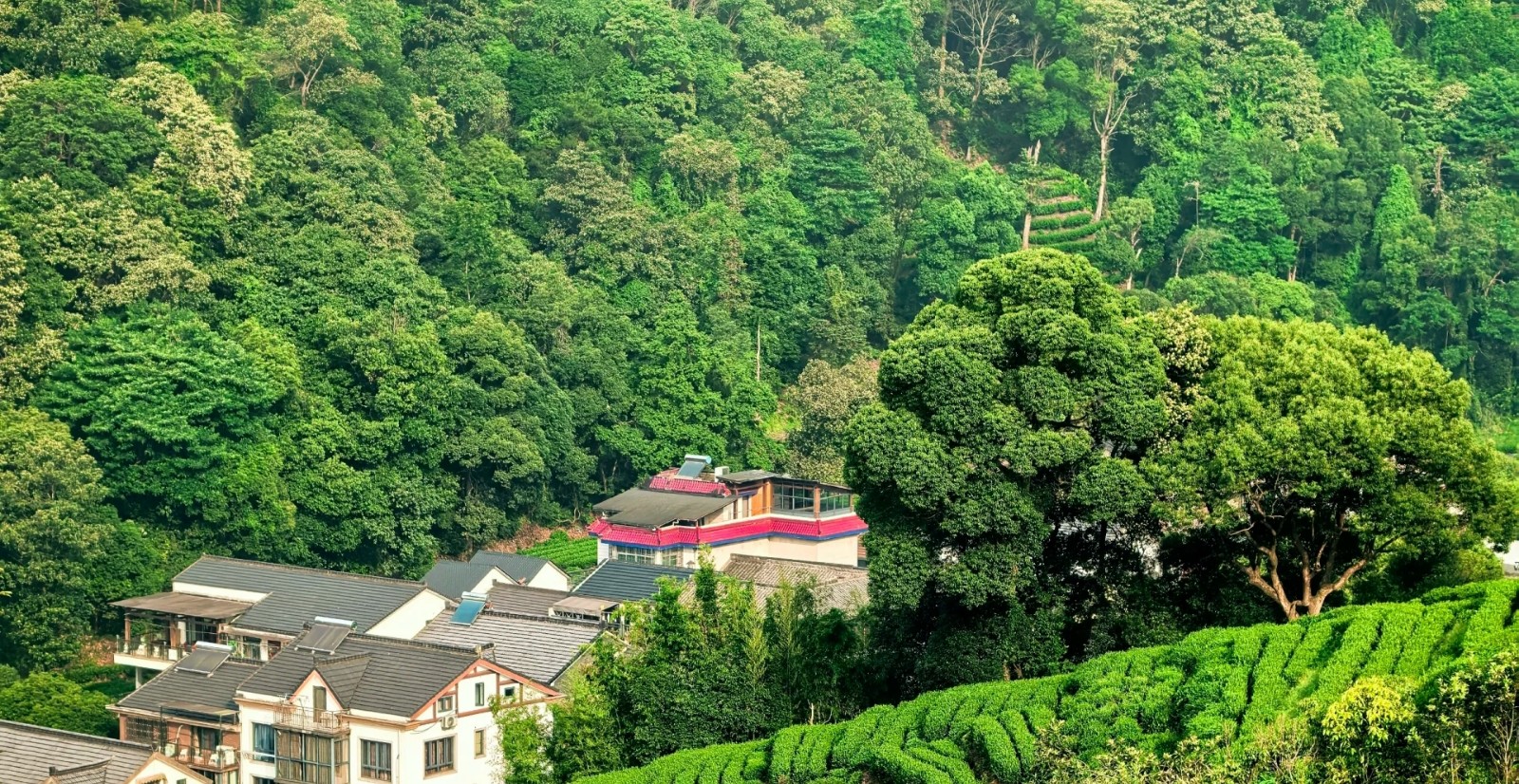 Meijiawu-Tea-Plantation-Hangzhou