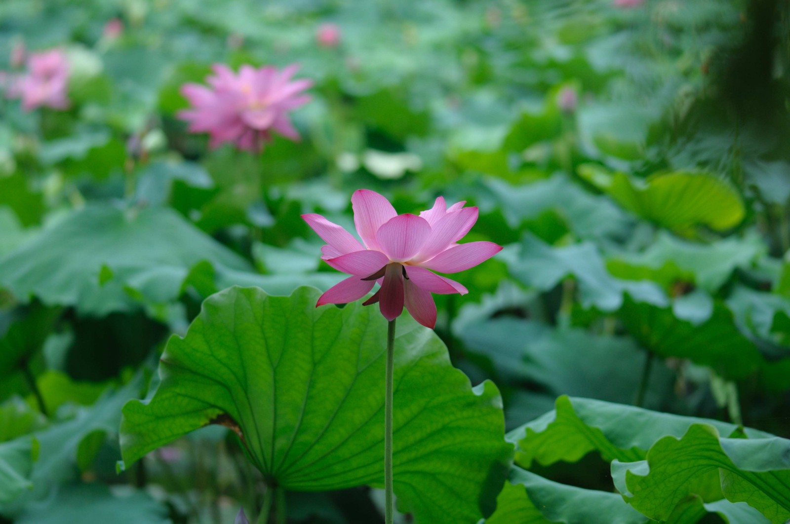 Breeze-Ruffled-Lotus-at-Quyuan-Garden