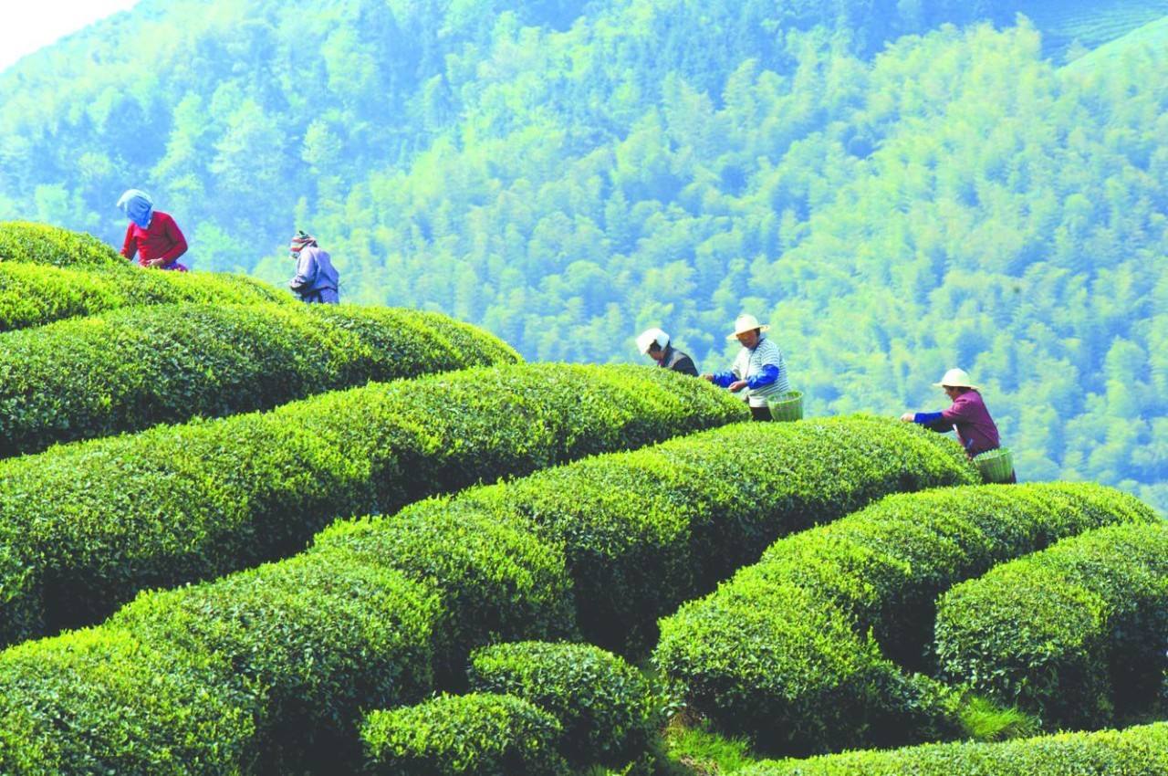 Longjing-Green-Tea-Plantation