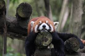 Chengdu-Panda-Breeding-and-Research-Centre