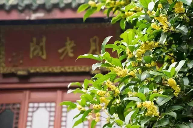 Osmanthus-Flower-Sea-at-Manjuelong-Village2