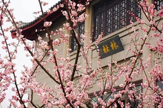 Plum-Blossoms-on-Gushan-Mountain