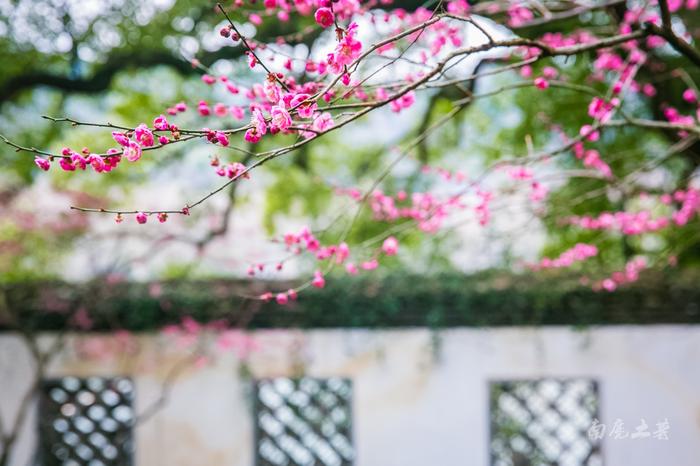 Plum-Blossoms-on-Gushan-Mountain2