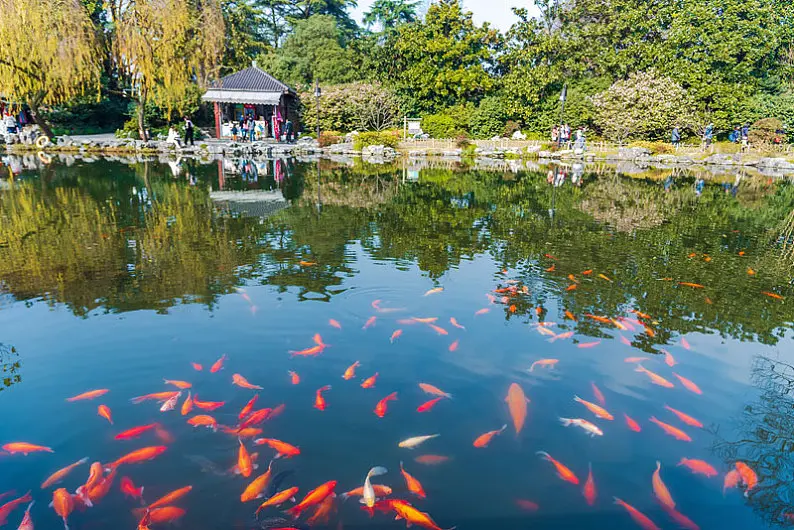 Viewing-Fish-at-the-Flower-Pond