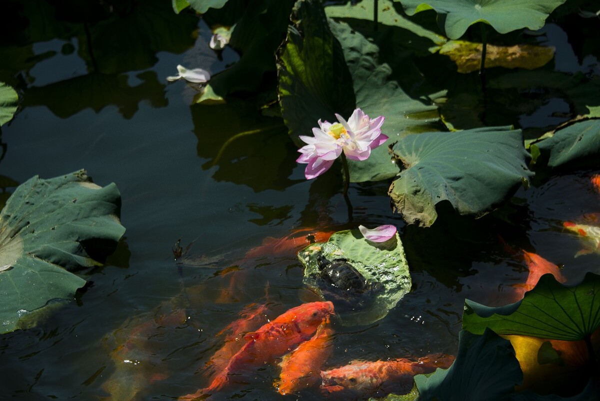 Viewing-Fish-at-the-Flower-Pond1