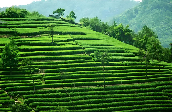 Inquiring-about-Tea-at-Dragon-Well Inquiring-about-Tea-at-Dragon-Well