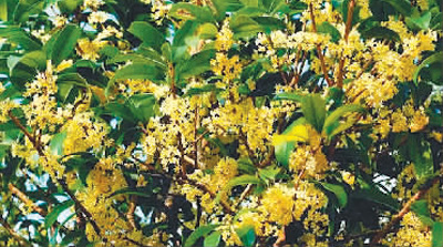 Manjuelong-Village2 Manjuelong-Village2