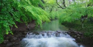 Nine-Creeks-Meandering-Through-a-Misty-Forest2 Nine-Creeks-Meandering-Through-a-Misty-Forest2