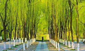 Orioles-Singing-in-the-Willows Orioles-Singing-in-the-Willows